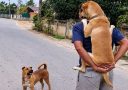 Muž nesie psa na rukách, zatiaľ čo iný pes stojí na ceste. Veselá scéna s humorom o ochrane.